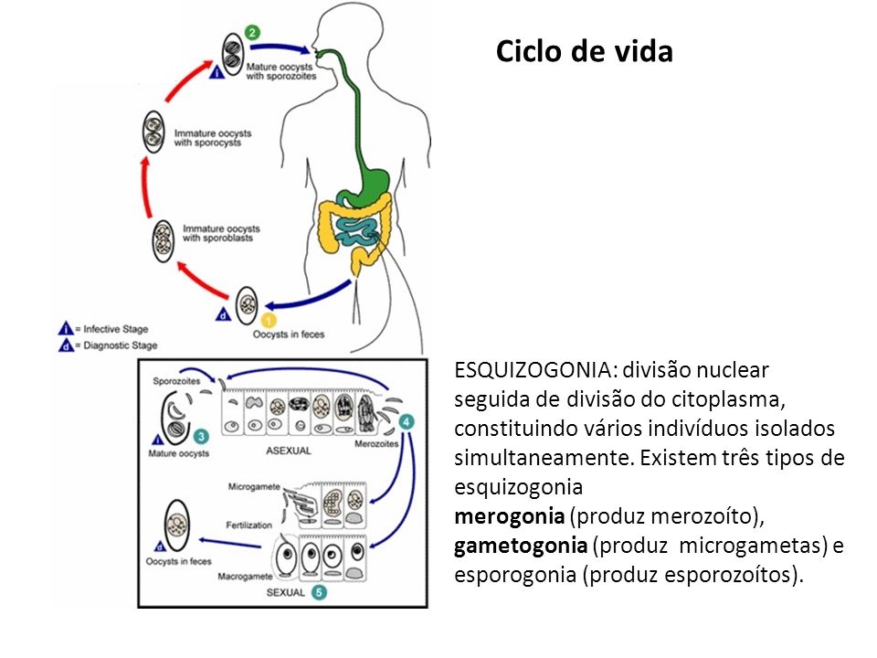 cryptosporidium parvum ciclo de vida
